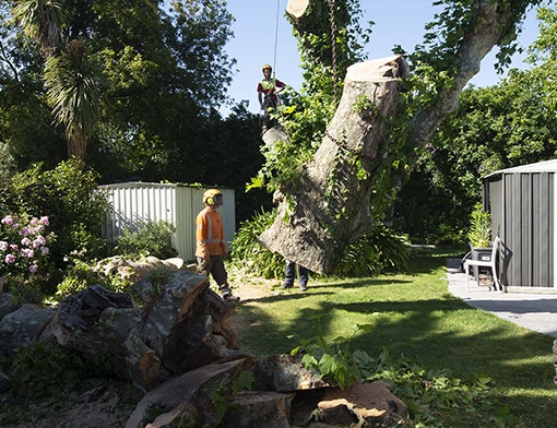 tree removal image 1